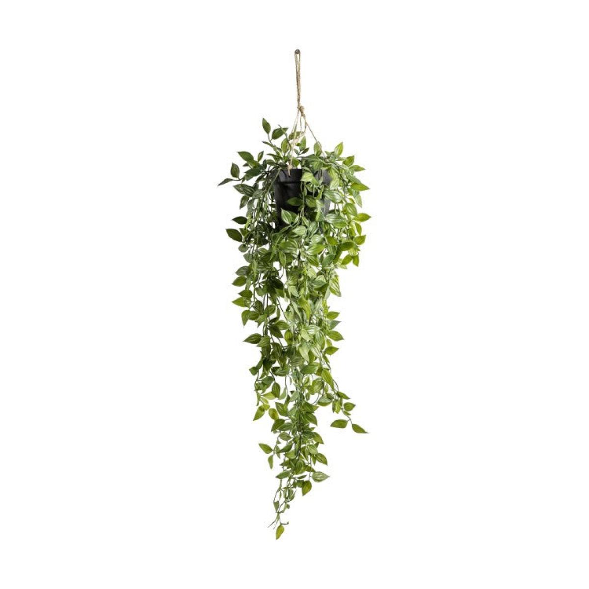 Gallery Direct Hanging Scindapsus / Large – image 2
