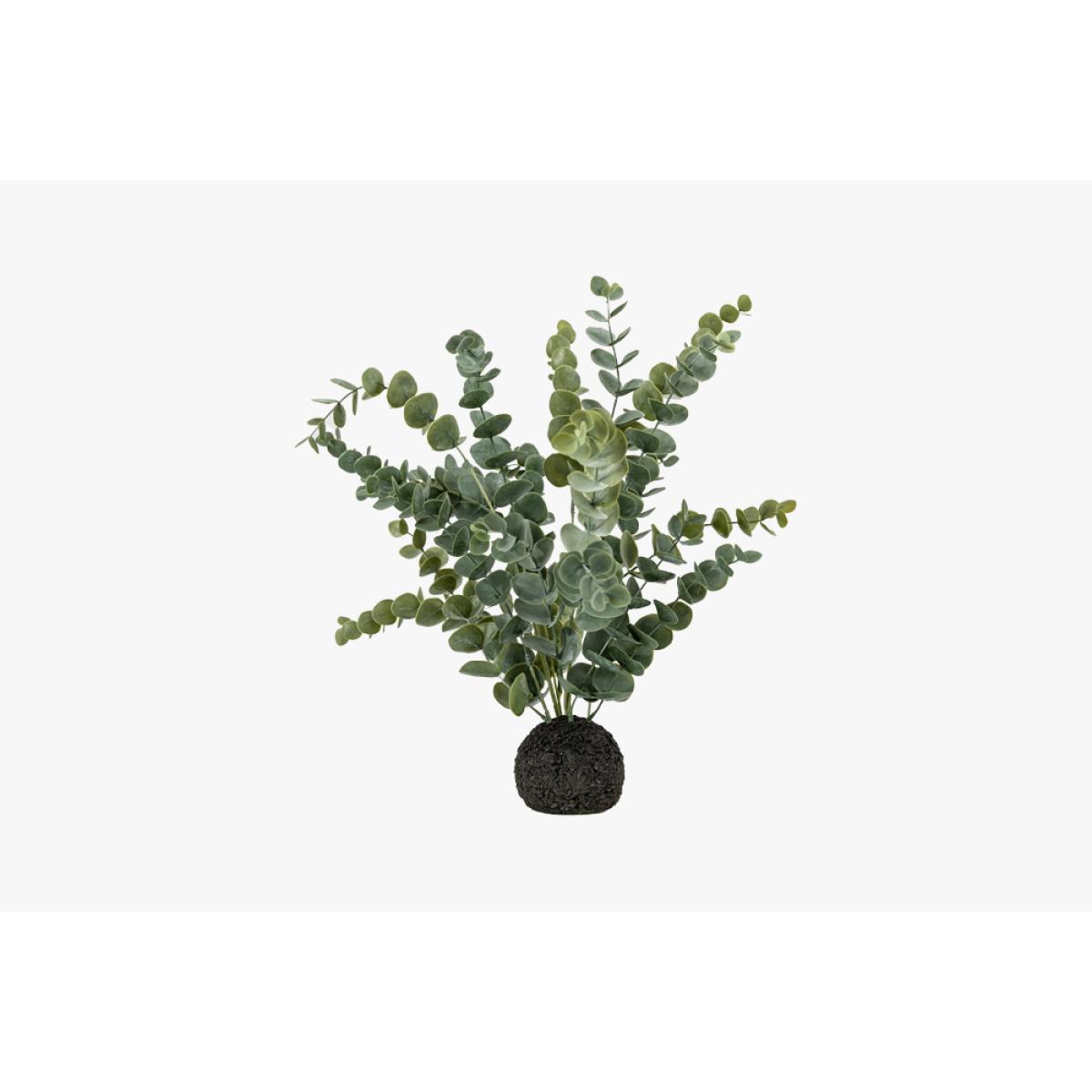 Mallee Eucalyptus in Soil – image 4
