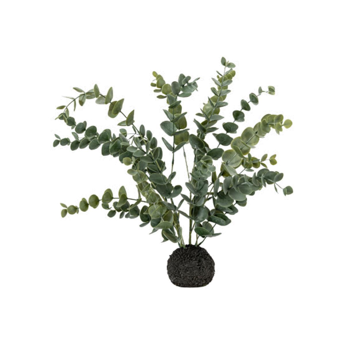 Mallee Eucalyptus in Soil – image 1
