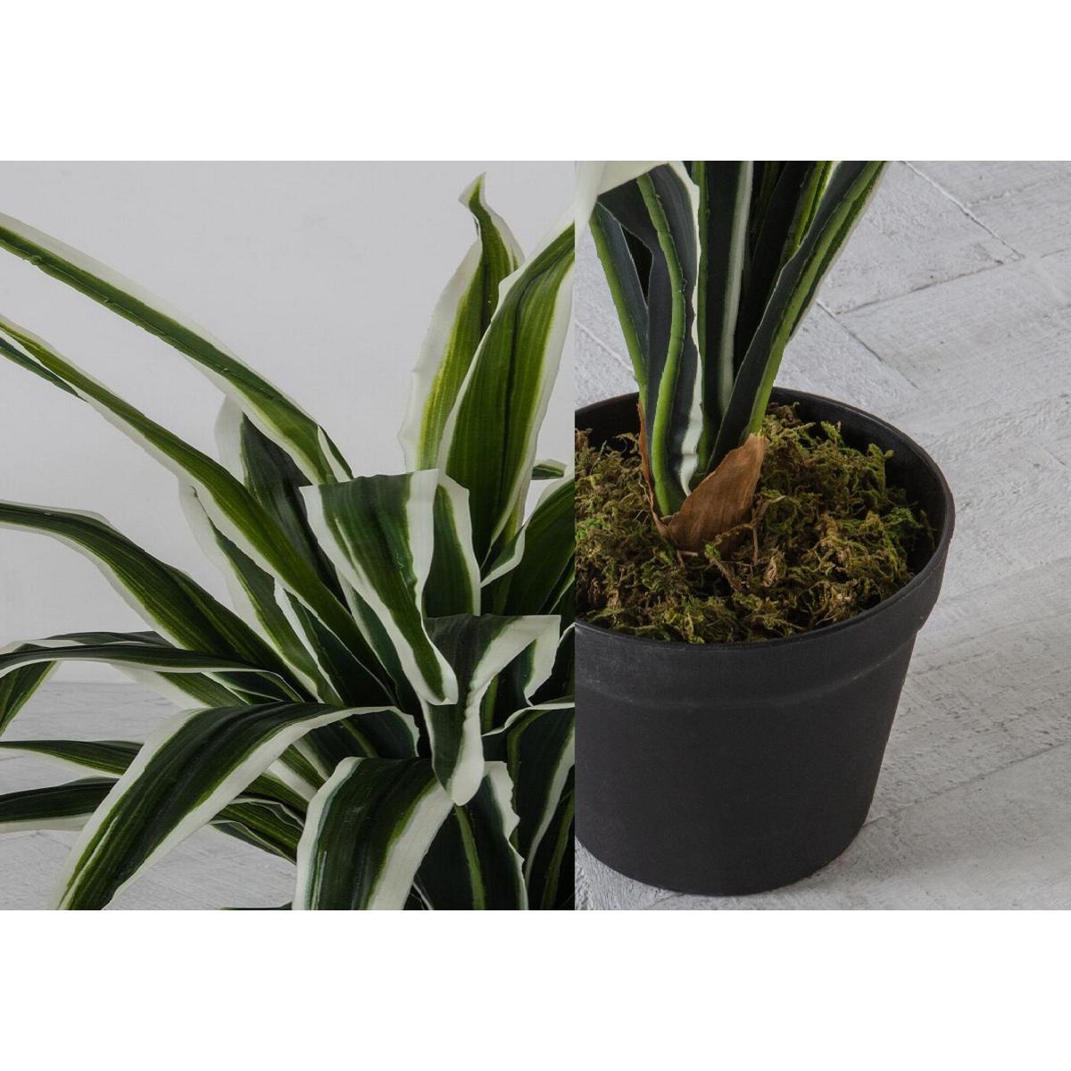 Faux Dracaena Plant – image 3