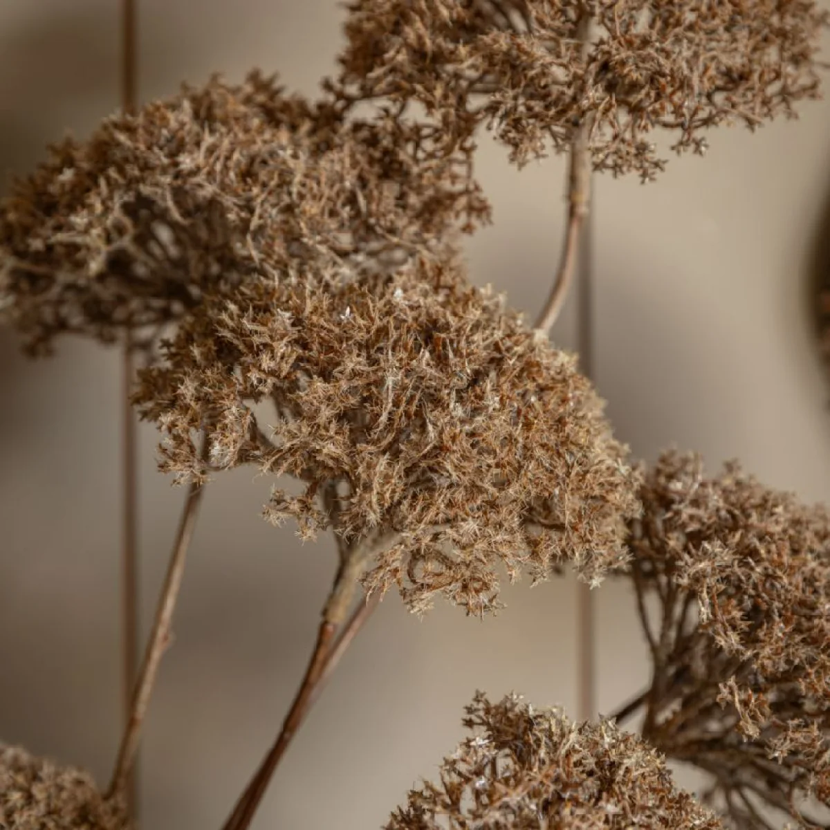 Faux Pom Pom Stems in Brown, Set of 3 – image 5