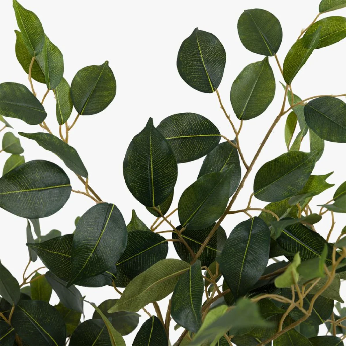 Faux Ficus in White Pot, 6 Foot – image 4