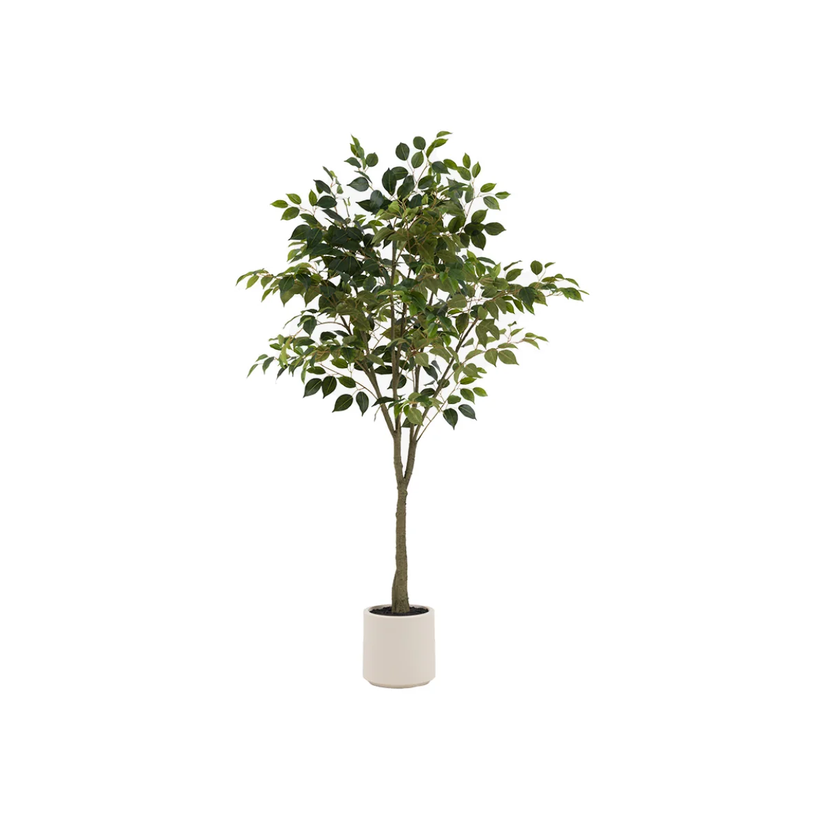 Faux Ficus in White Pot, 6 Foot – image 1