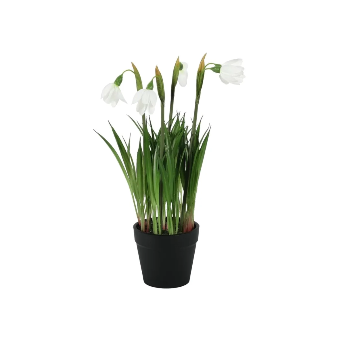 White Snowdrop Potted Plant 2 Pack - White