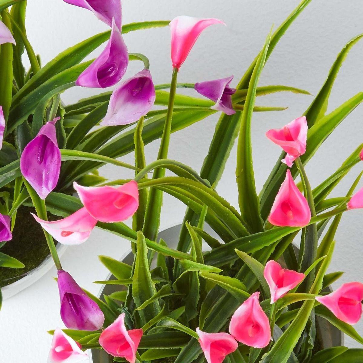 Homescapes Set of 4 Multi-Coloured Artificial Calla Lilies in White Pots - Pink, white, yellow and purple – image 3