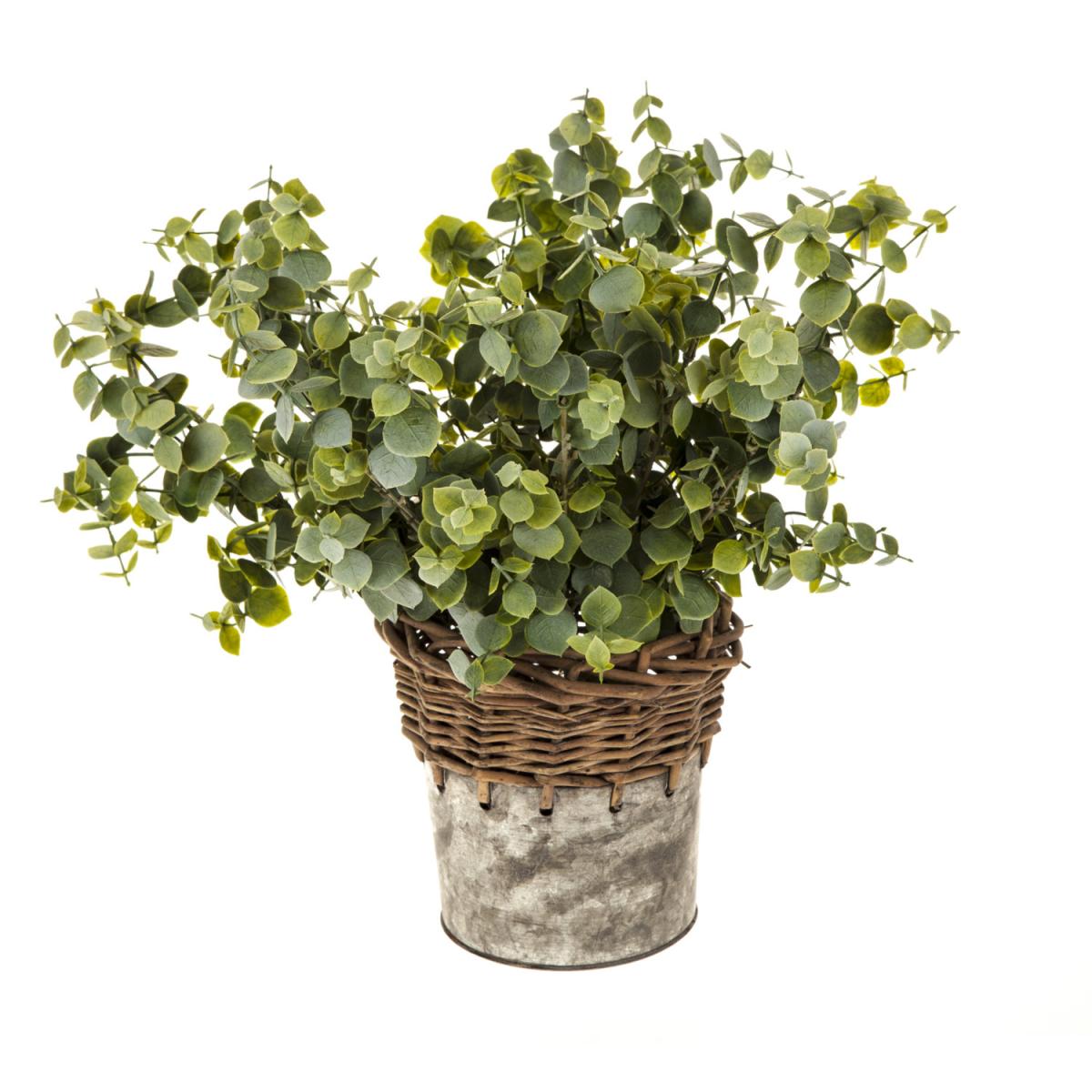 Eucalyptus in a Galvanised Pot - Green – image 2