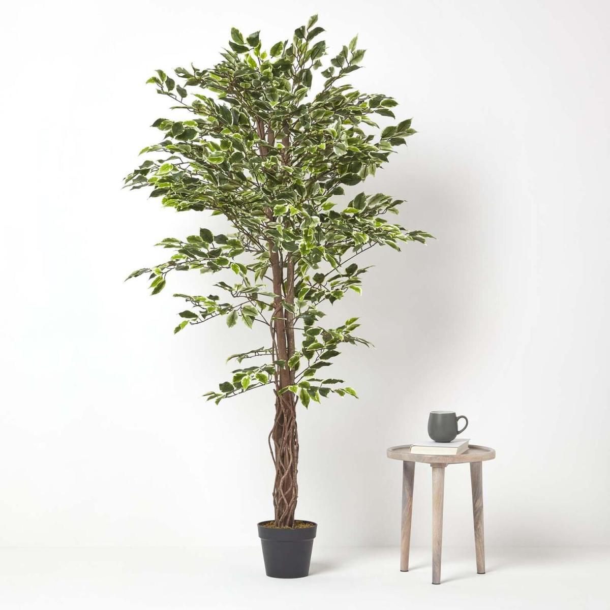 Homescapes Variegated Green Ficus Tree Artificial Plant with Twisted Trunk, 6 Ft - Green – image 2