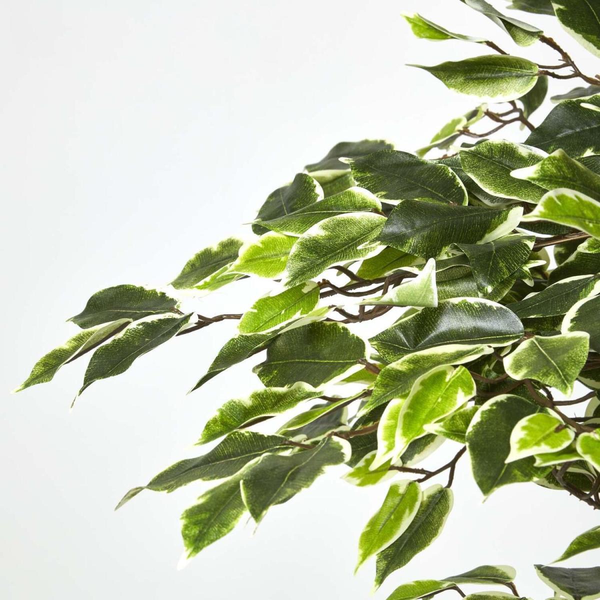 Homescapes Variegated Green Ficus Tree Artificial Plant with Twisted Trunk, 6 Ft - Green – image 3