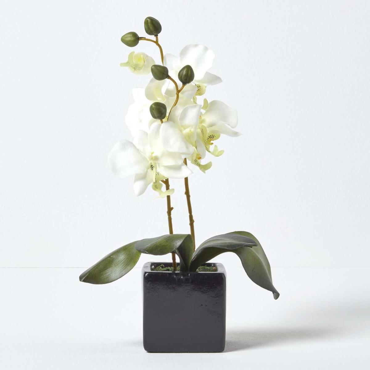 Homescapes Cream Artifical Orchid Flower in Black Pot, 35 cm - Cream