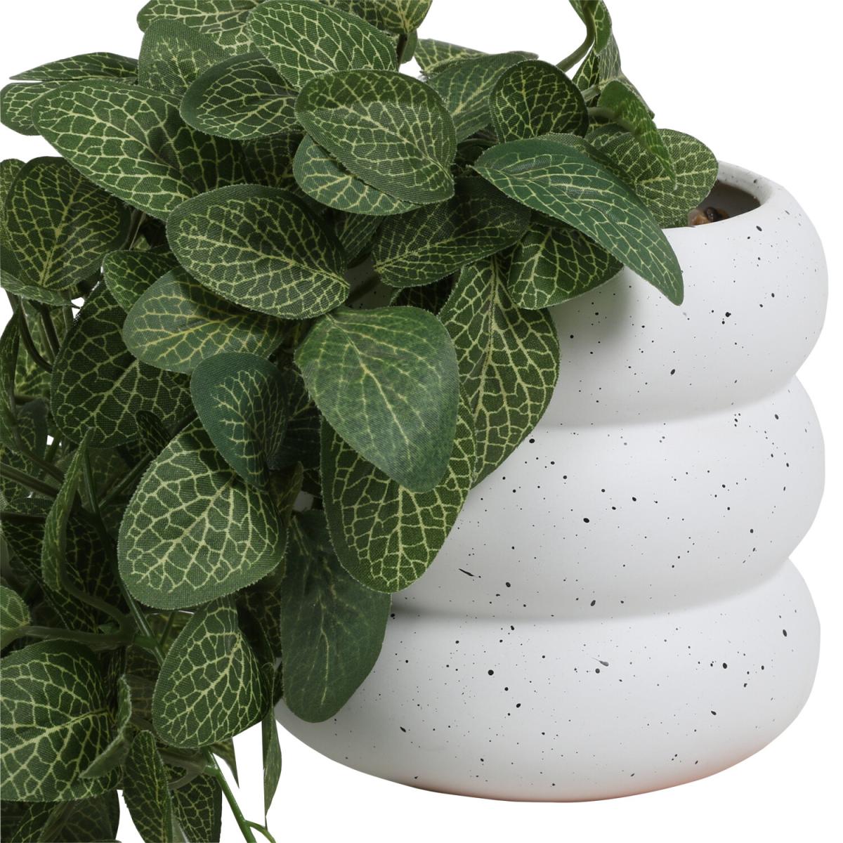 Trailing Fittonia In Bubble Pot - Green – image 2