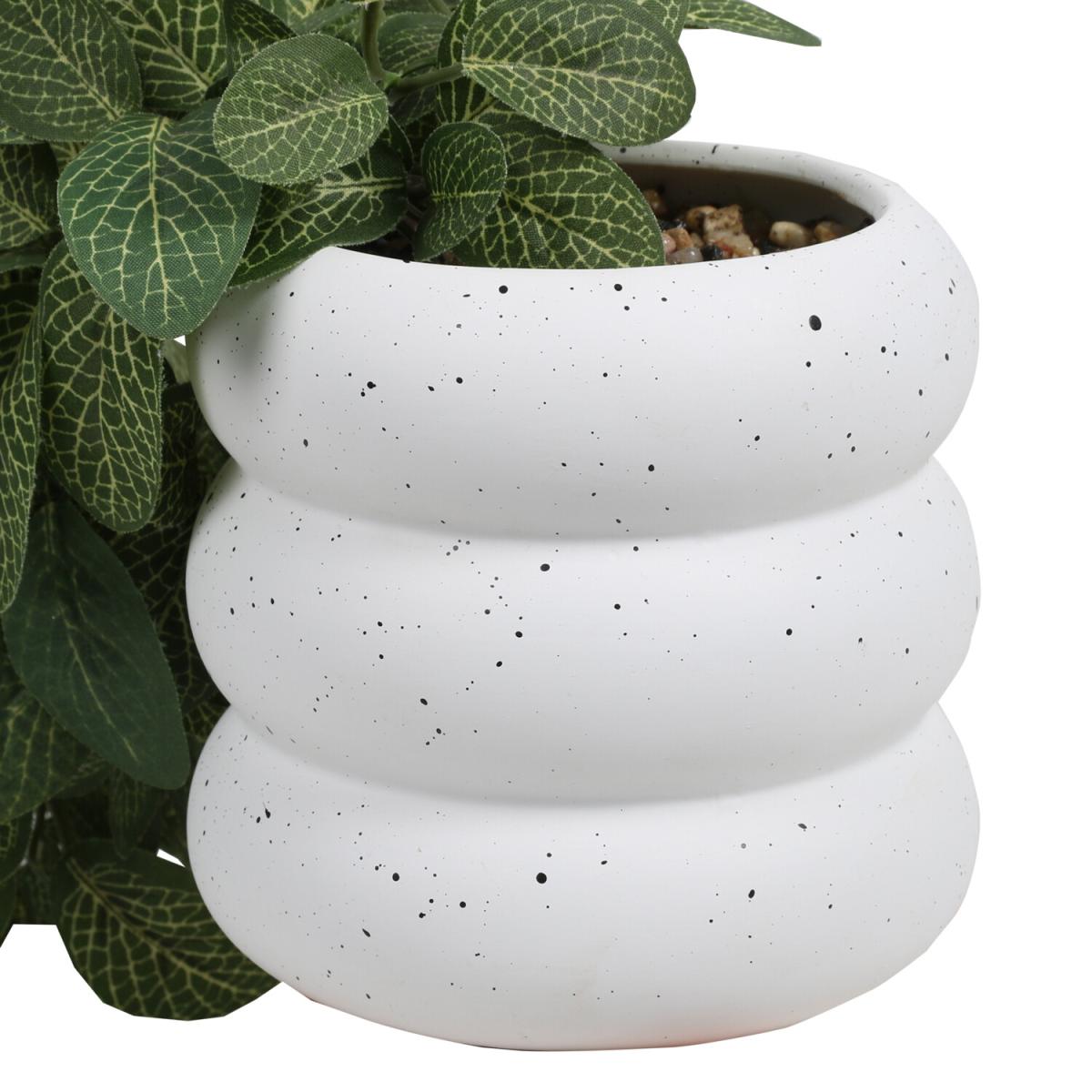 Trailing Fittonia In Bubble Pot - Green – image 3