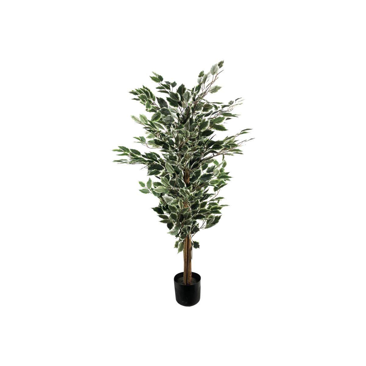 Tall Variegated WhiteGreen Bushy Ficus Tree - Green