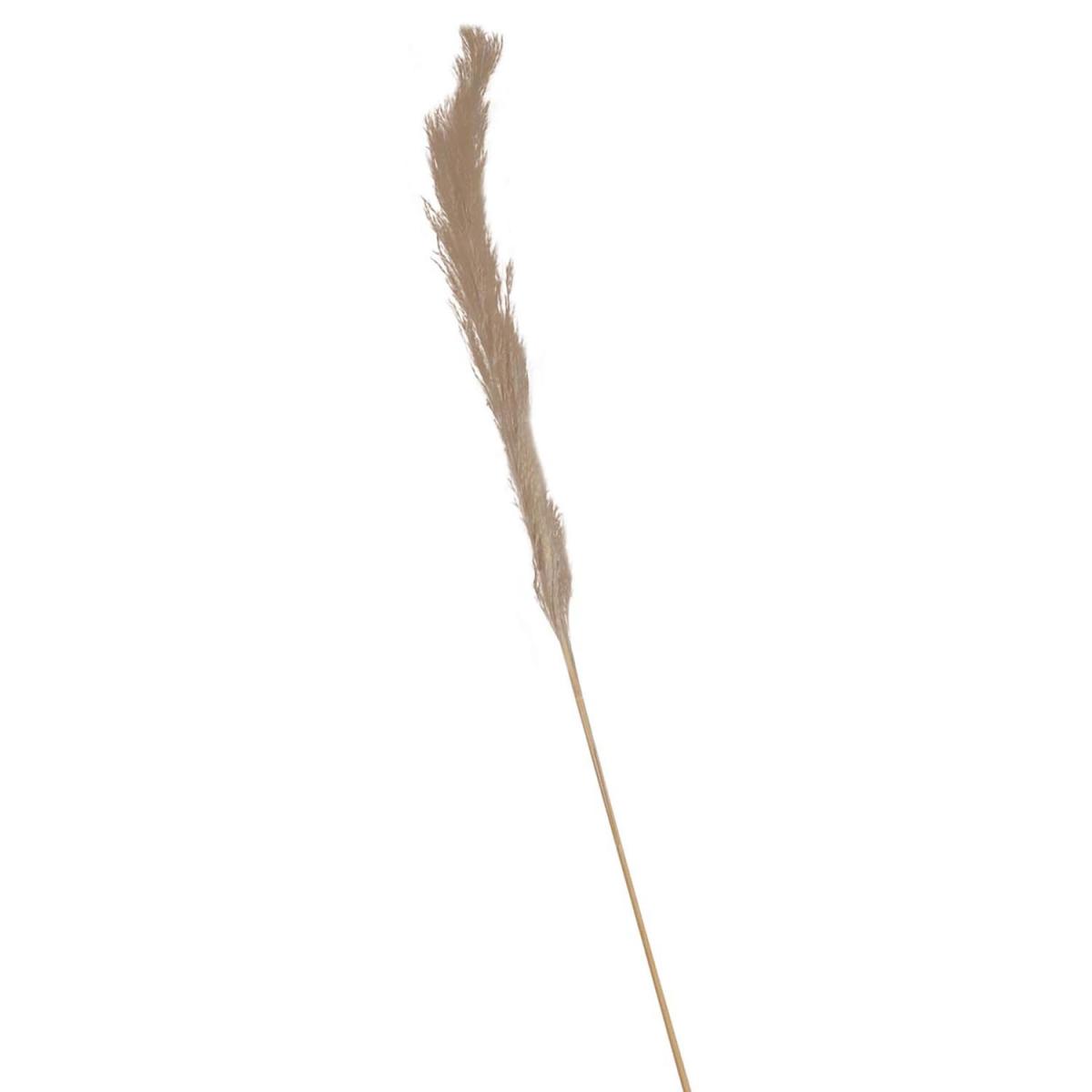 Soft Grey Pampas – image 2