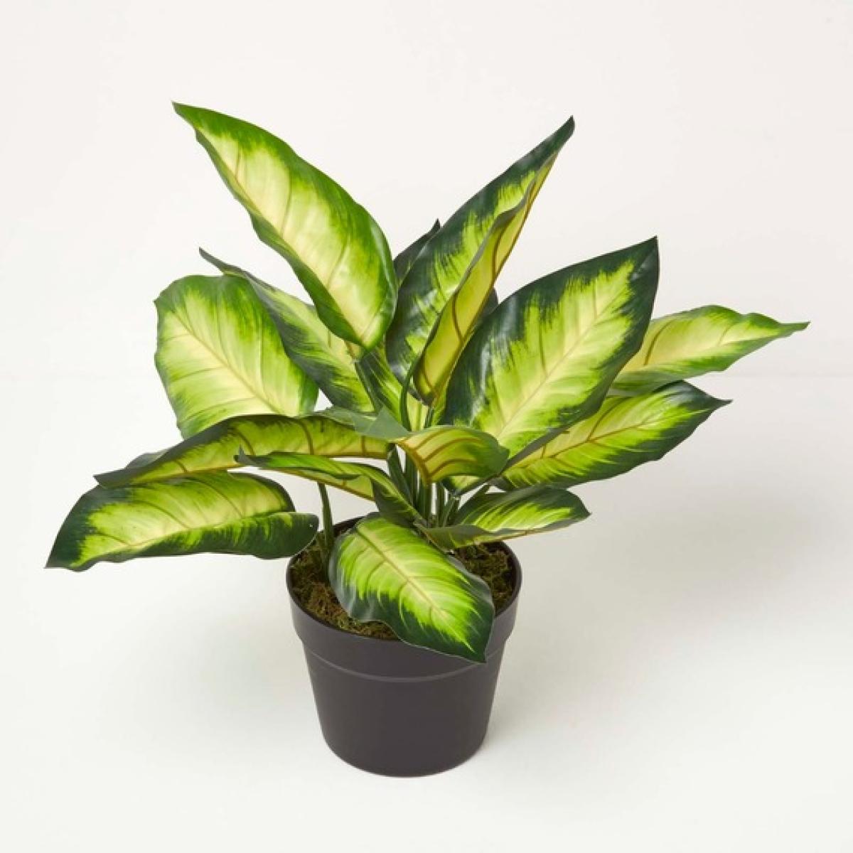 Homescapes Dieffenbachia Dumb Cane Plant in Pot, 50 cm Tall - Green