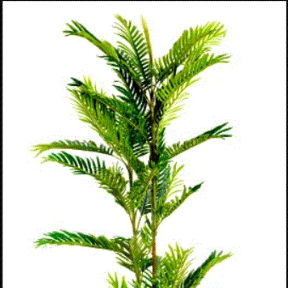 Realistic Artificial Palm Tree - Green – image 4