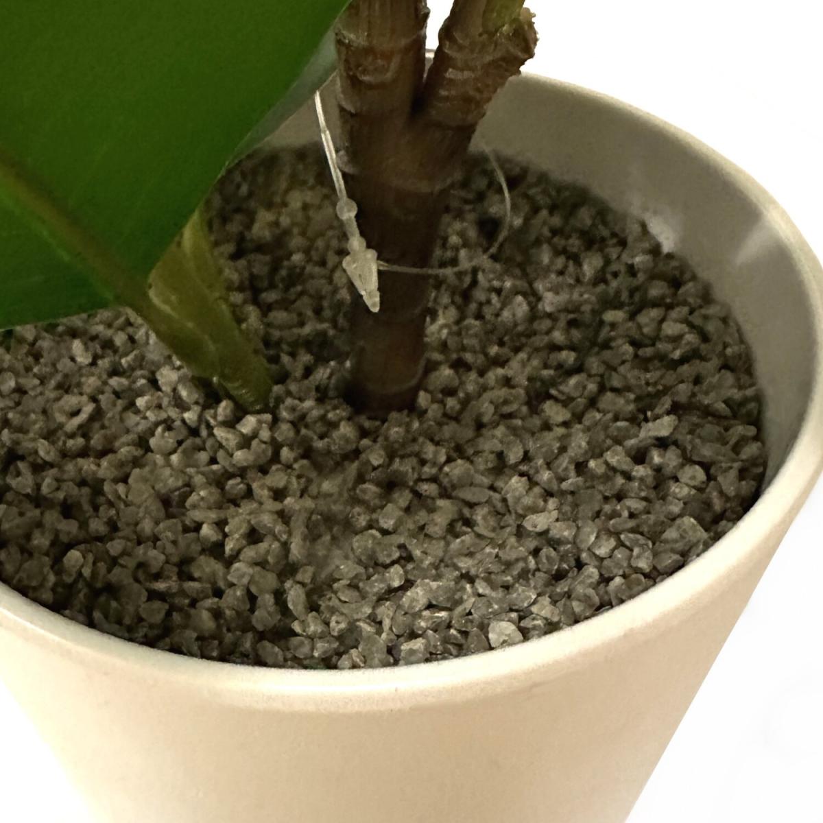 Artificial Ficus Plant in White Pot - Green – image 2