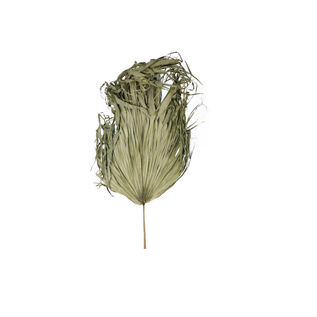 Dried Sun Big Palm Exotic Decor - Green