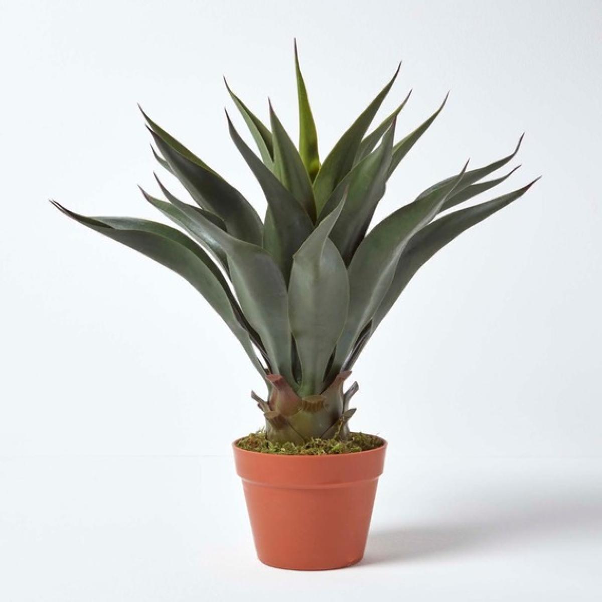 Homescapes Green 'Century Plant' Artificial Agave Americana with Pot, 60 cm - Green