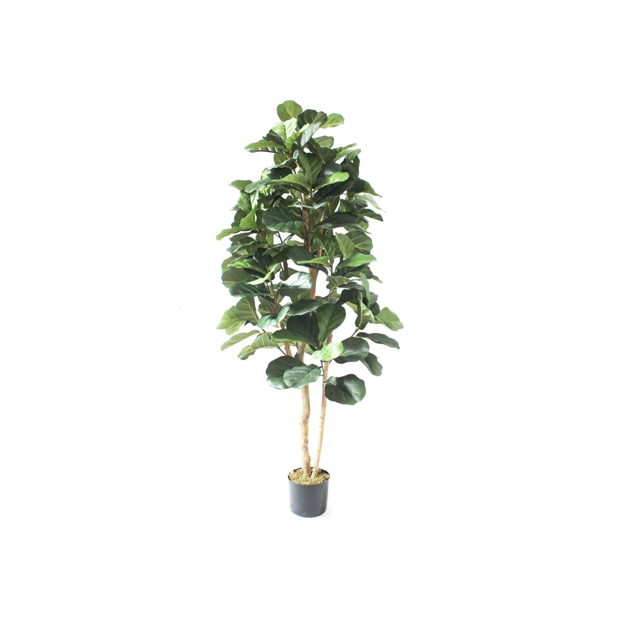 Leaf Design UK Artificial Plant Fiddle Fig Tree Plant Black Plastic Pot - 180cm Fiddle Fig Deluxe / 180cm / 60cm – image 1
