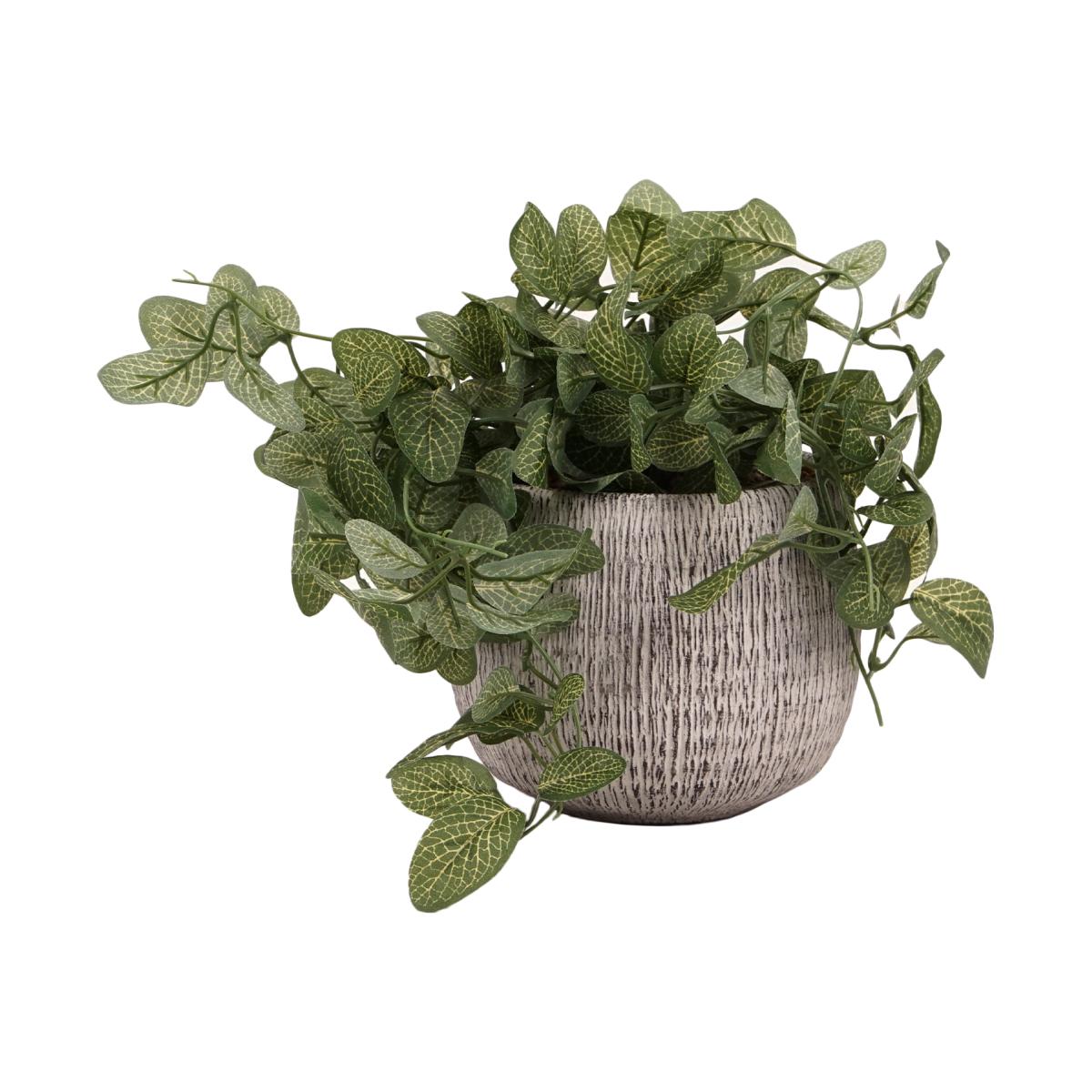 Trailing Fittonia in Textured Pot - Green