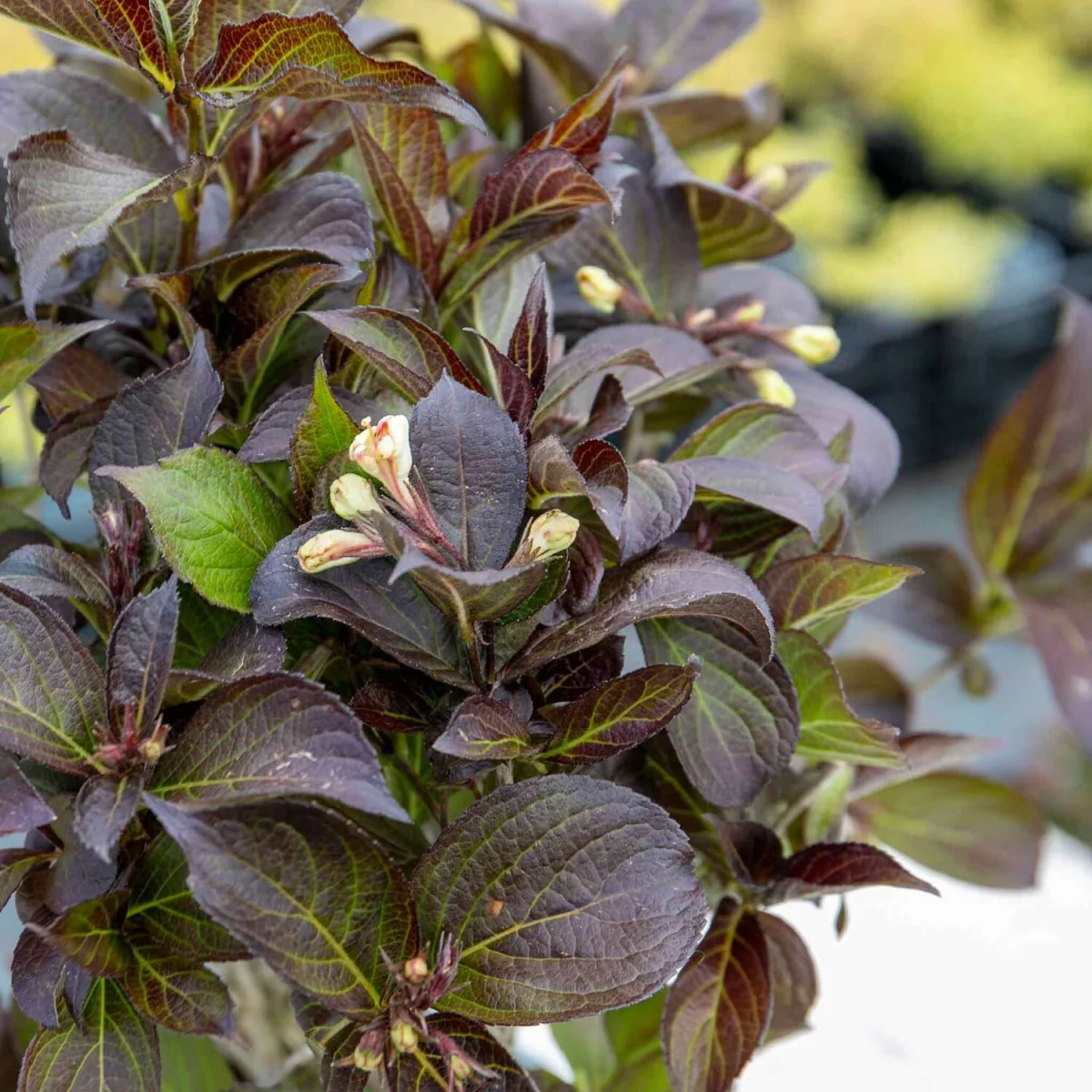 Weigela 'Ebony and Ivory' - compact flowering shrub - White – image 2