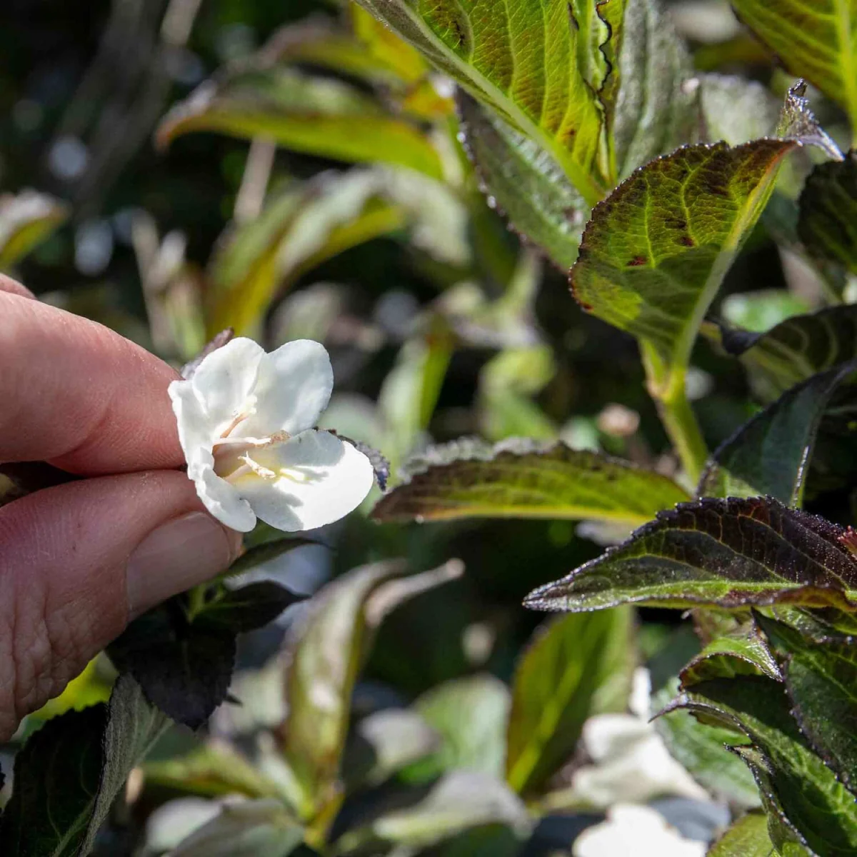 Weigela 'Ebony and Ivory' - compact flowering shrub - White – image 3