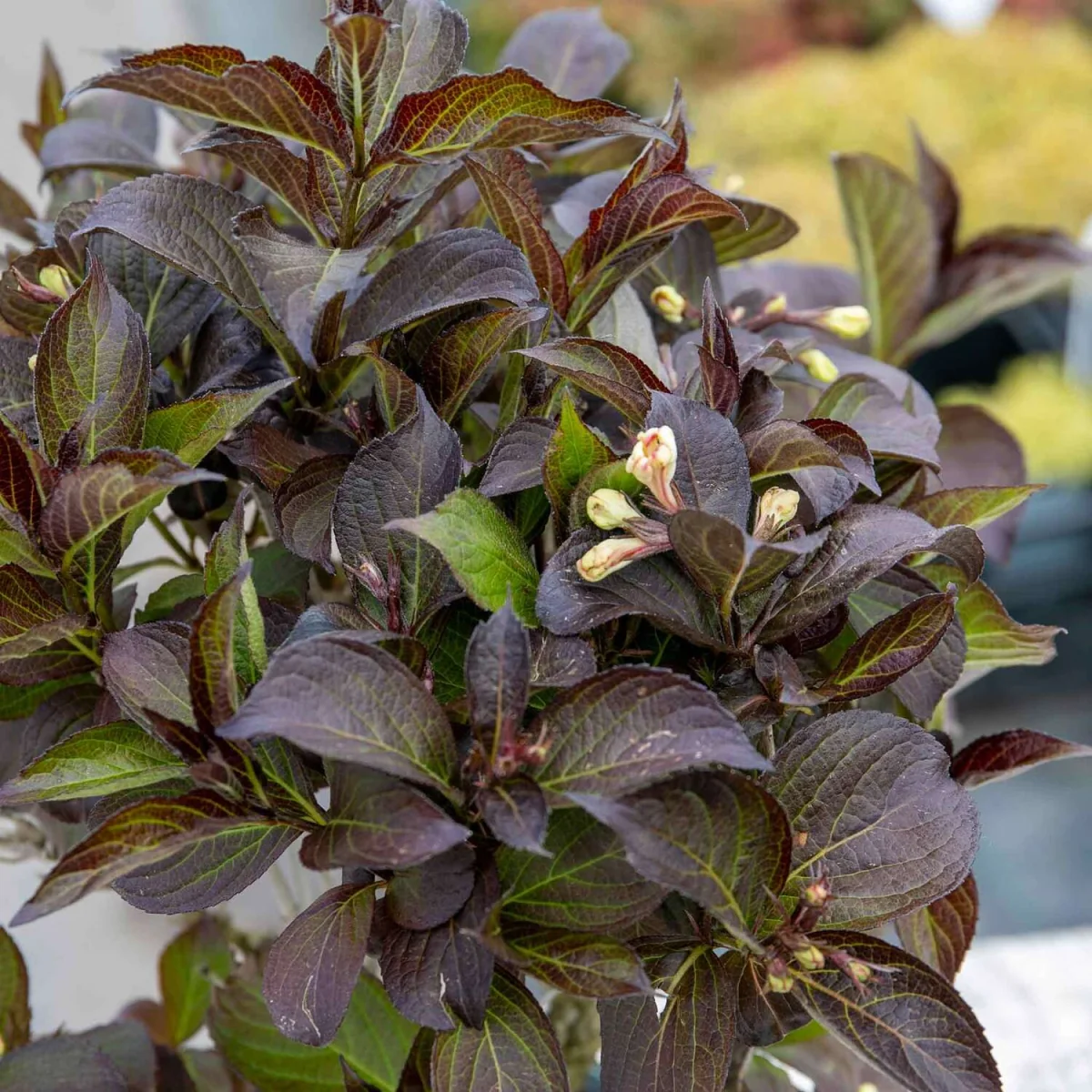 Weigela 'Ebony and Ivory' - compact flowering shrub - White – image 4