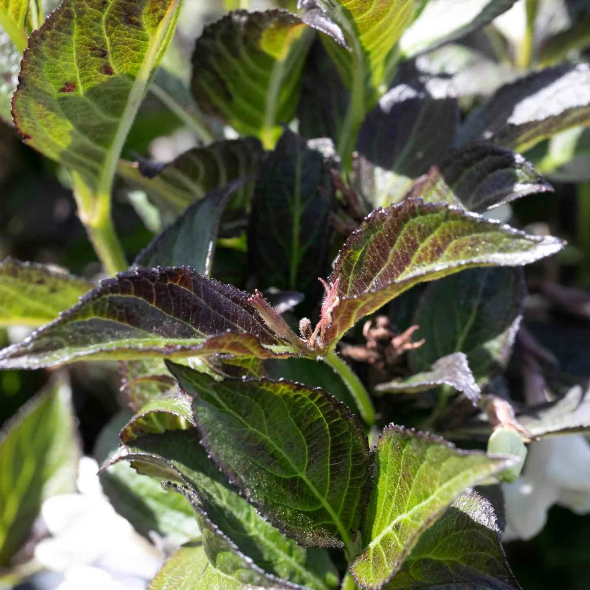 Weigela 'Ebony and Ivory' - compact flowering shrub - White – image 5