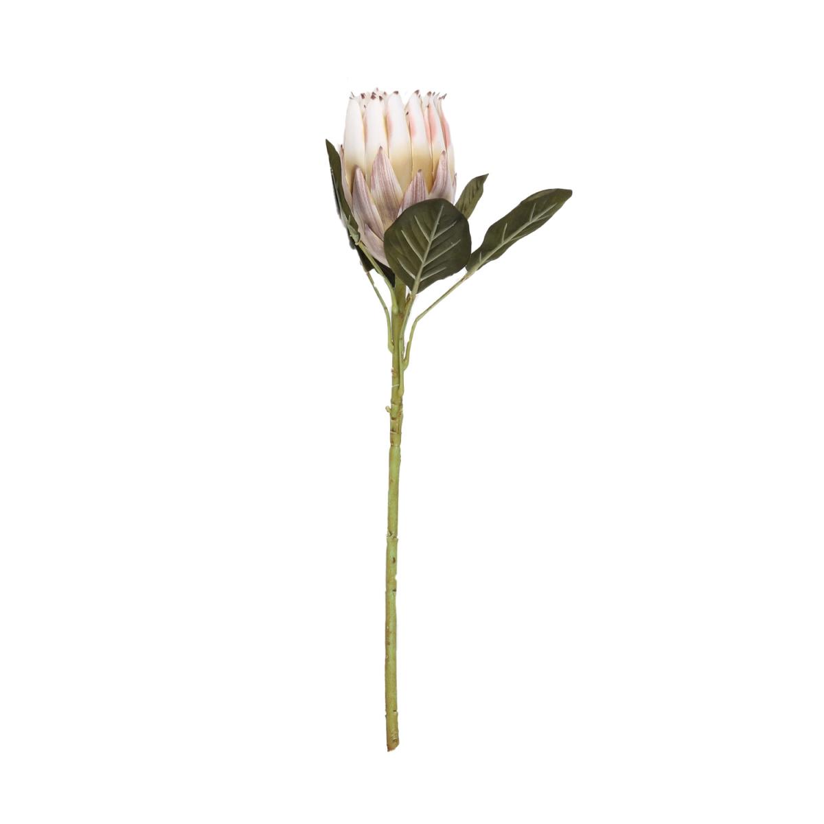 Natural Protea Stem – image 3