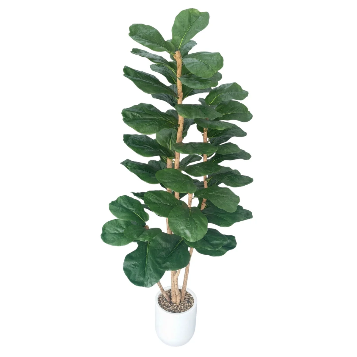 Fiddle Tree in Pot – image 2