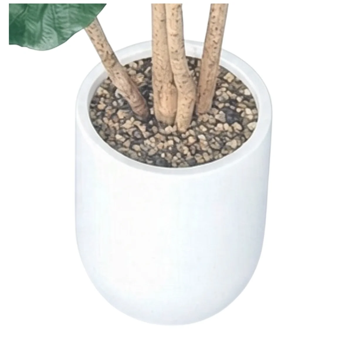 Fiddle Tree in Pot – image 3