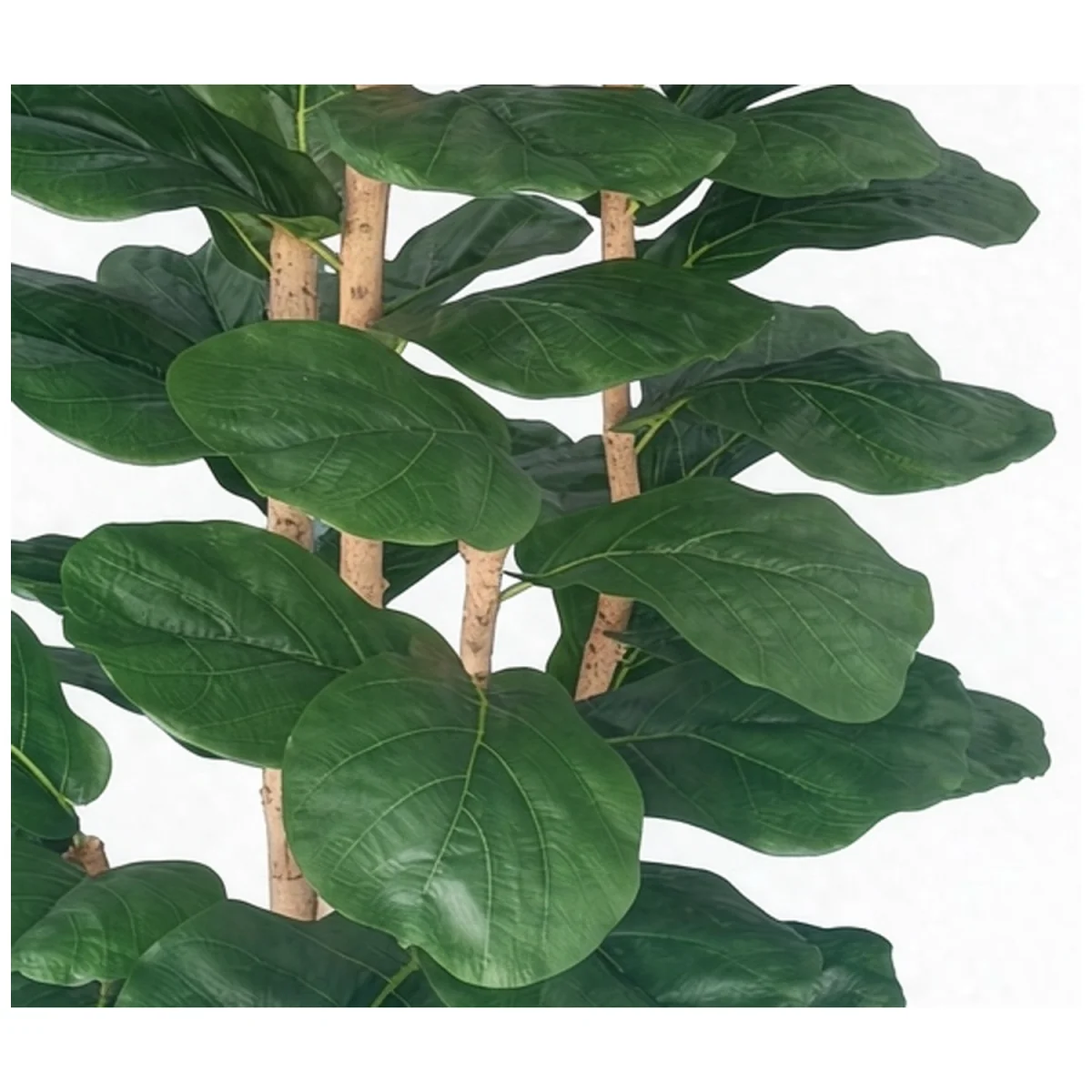 Fiddle Tree in Pot – image 4