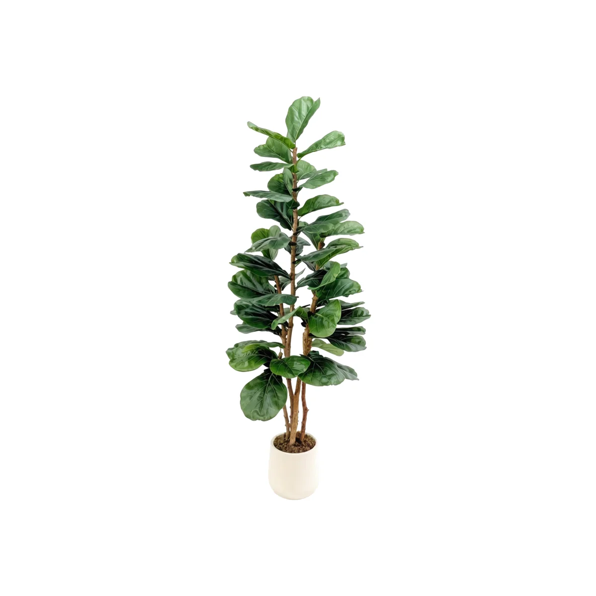 Fiddle Tree in Pot – image 1