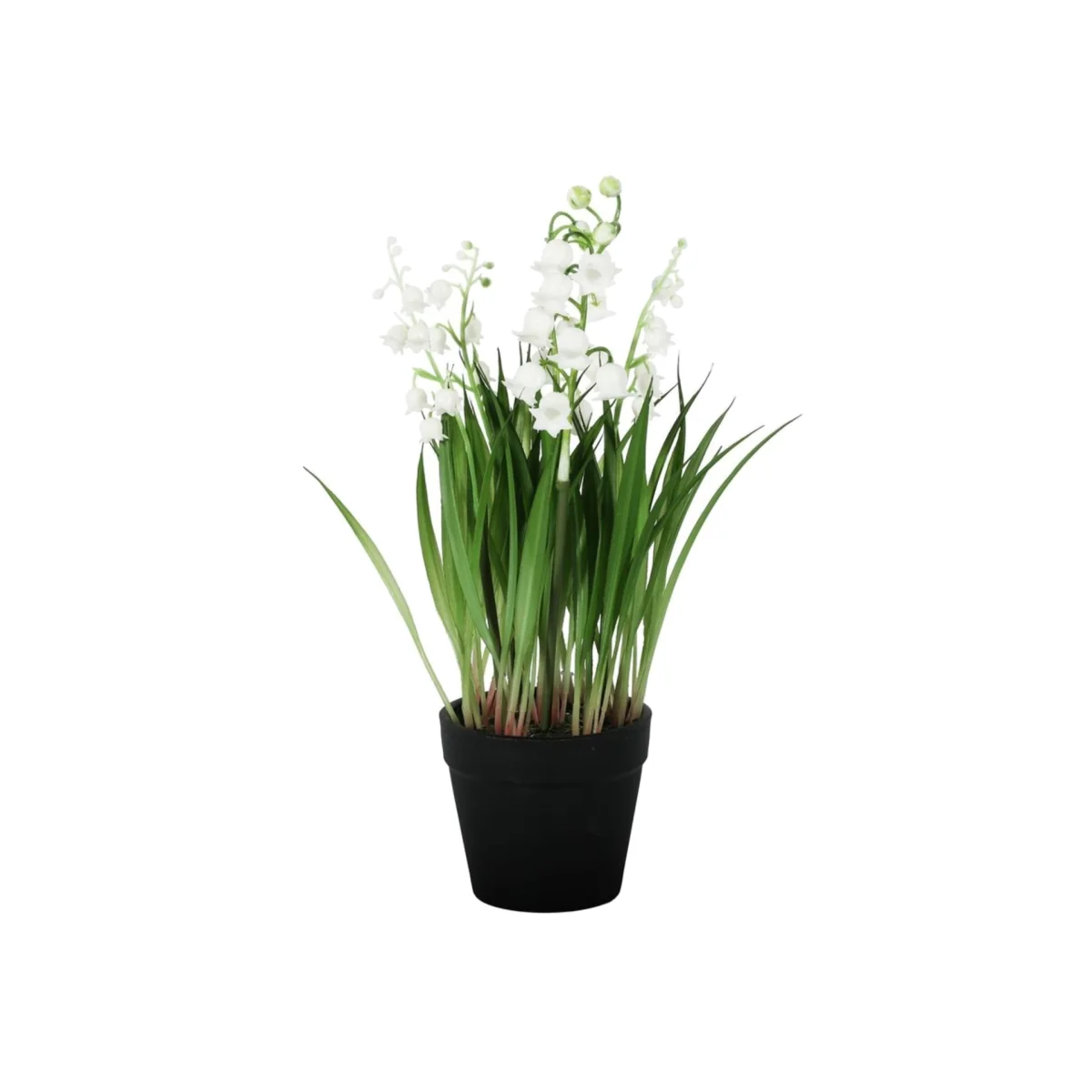 Lily of the Valley Potted Plant 2 Pack - White