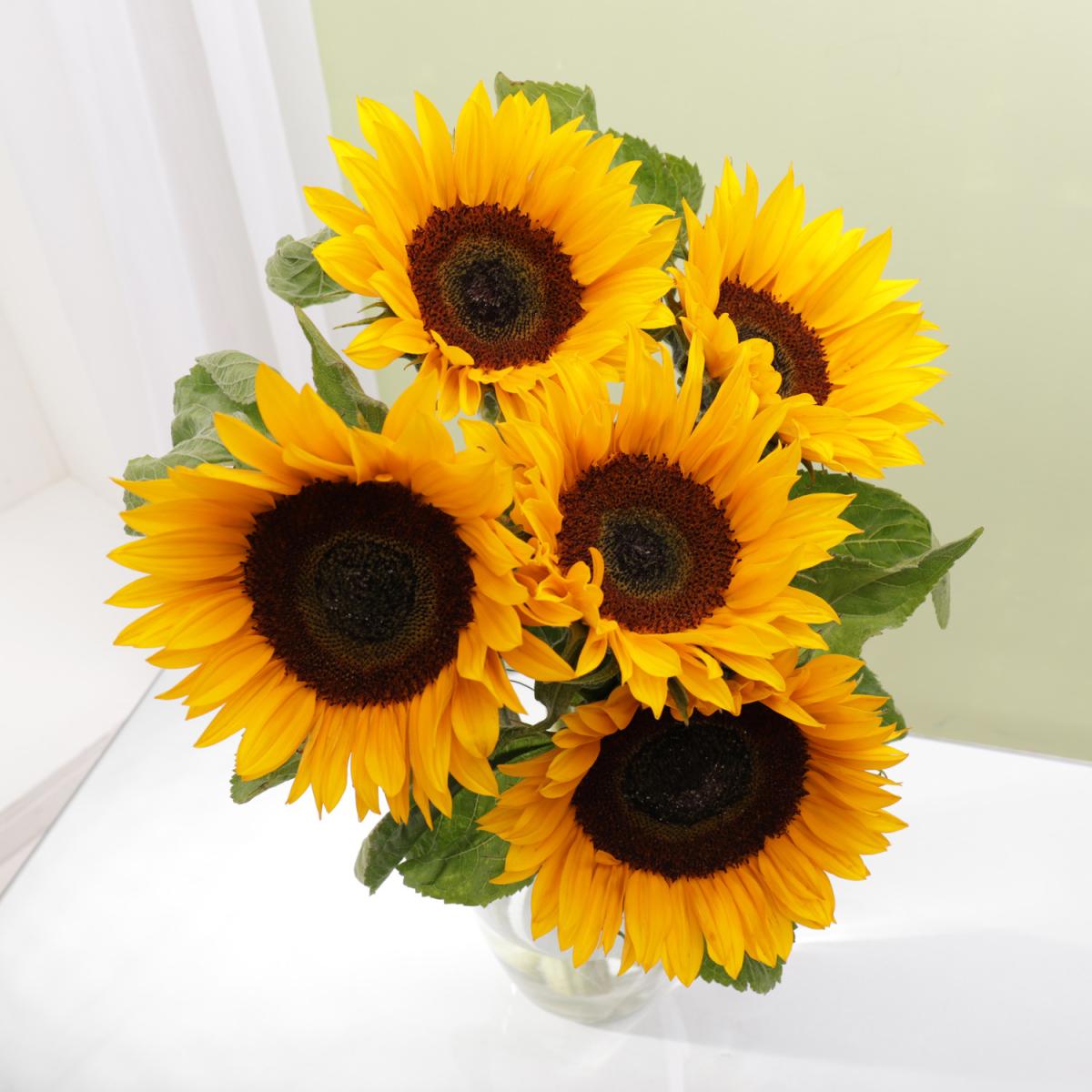 English Sunflowers 5 Stems – image 2