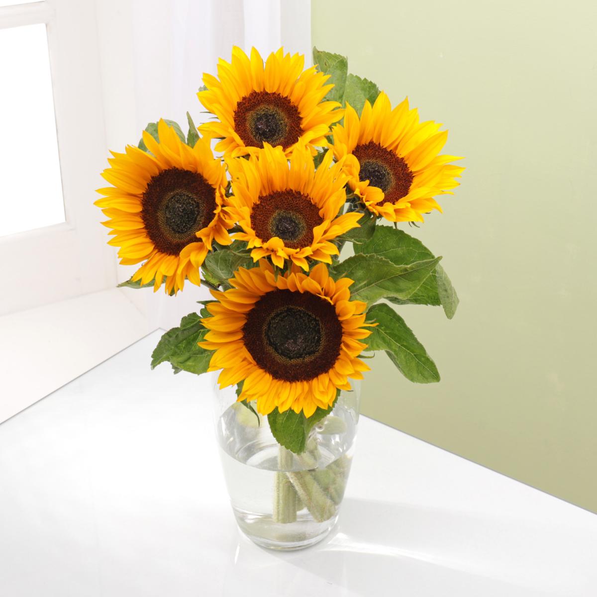 English Sunflowers 5 Stems – image 3