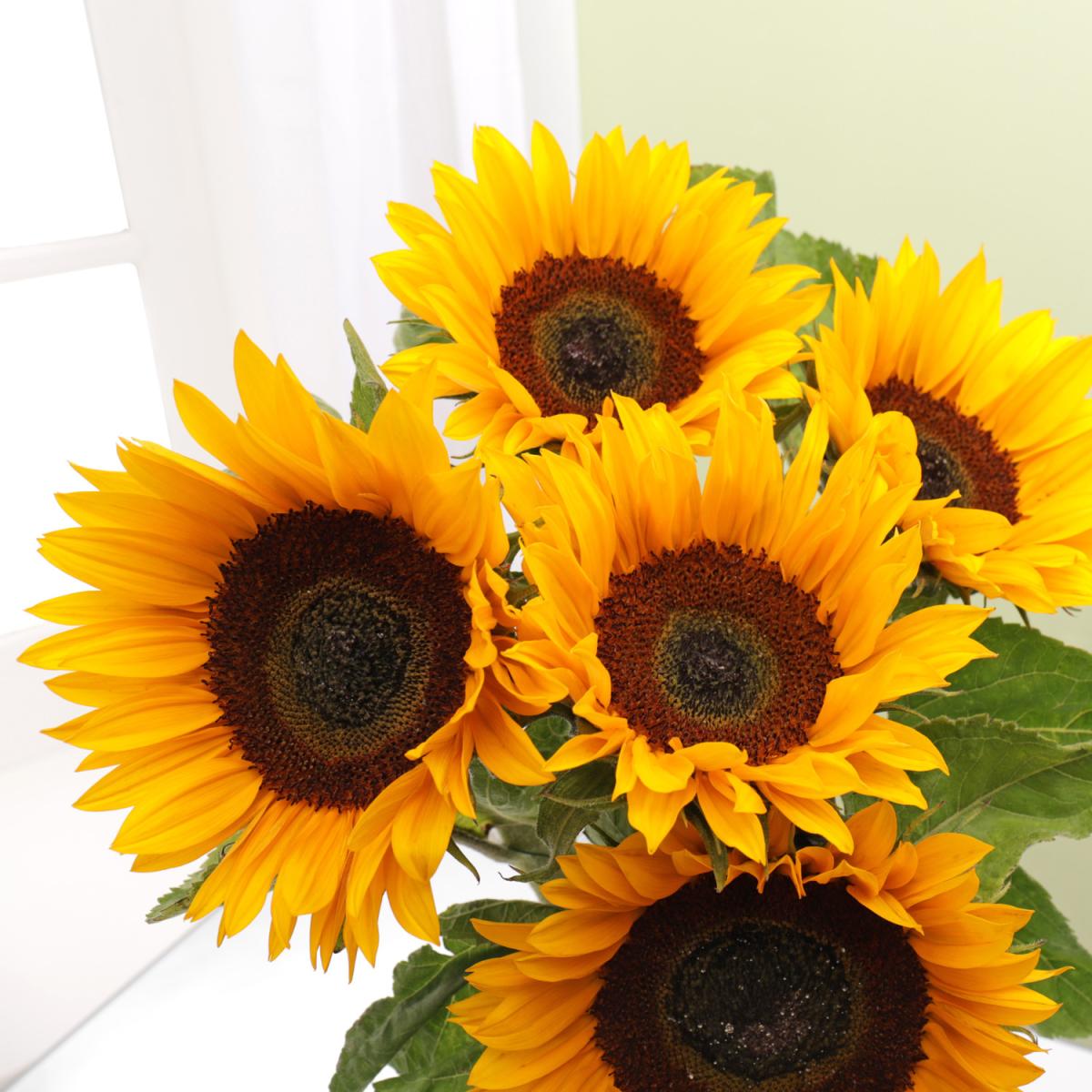 English Sunflowers 5 Stems – image 4