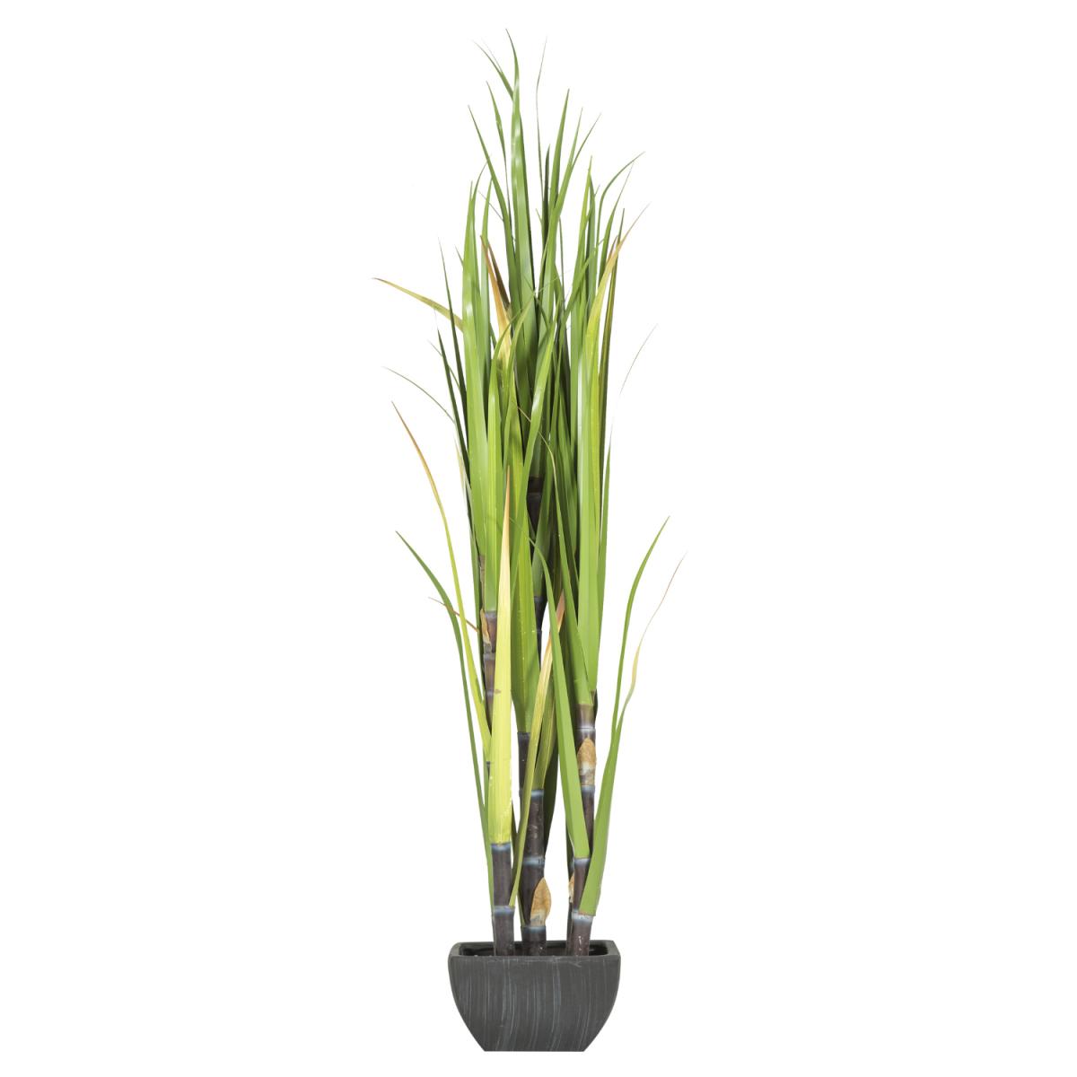 Sugarcane in Terracotta Pot – image 3