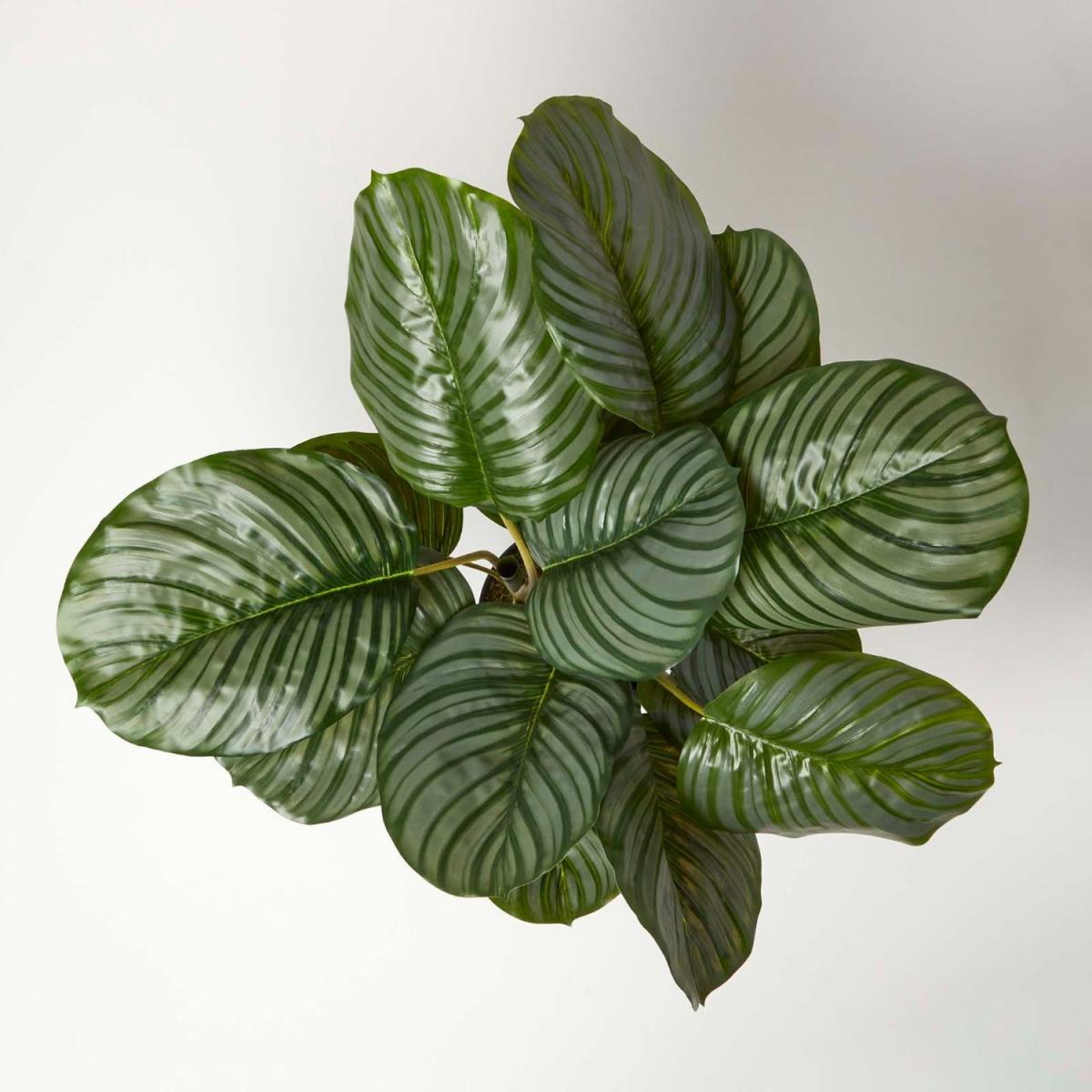 Homescapes Calathea Peacock Plant in Pot, 55 cm Tall - Green – image 2