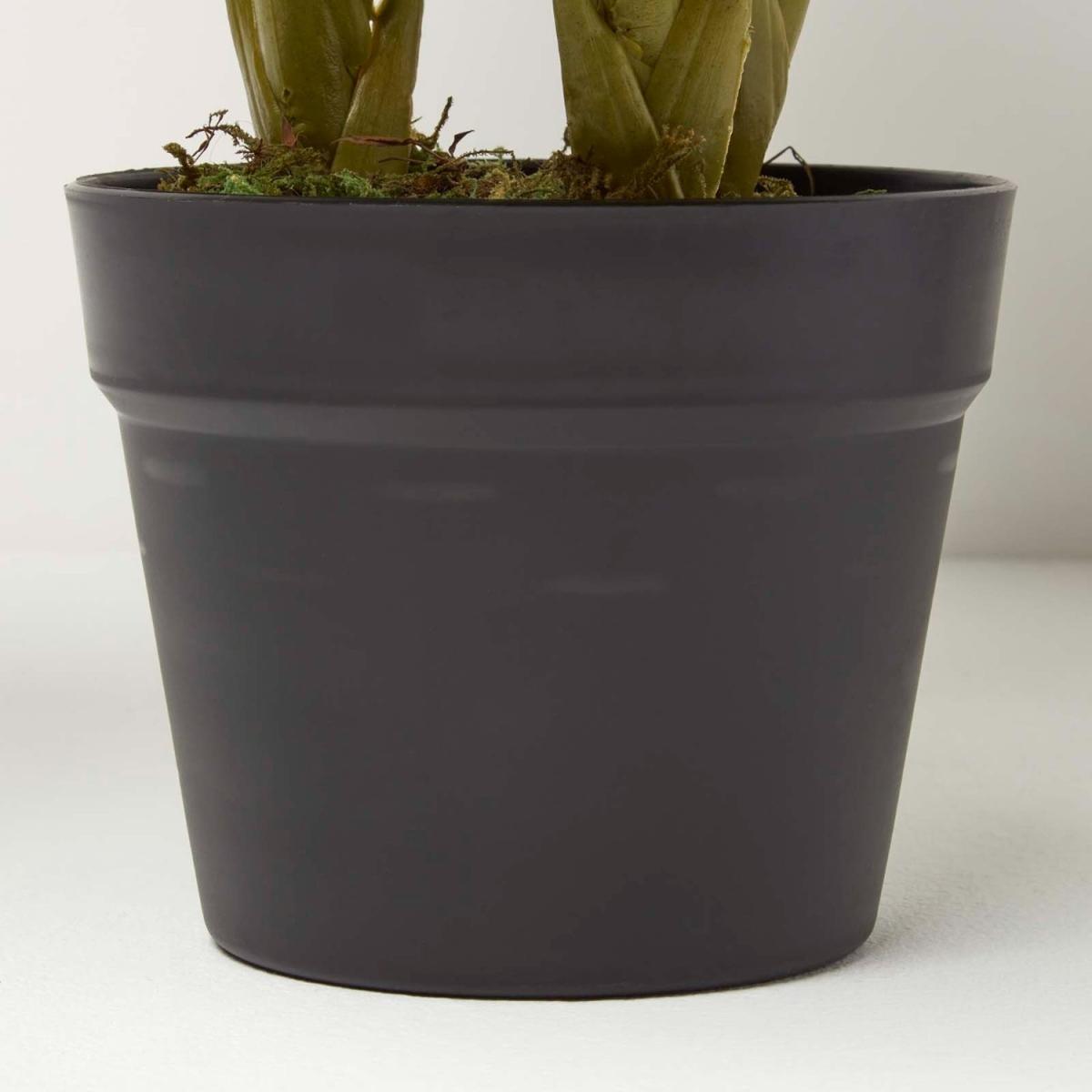 Homescapes Calathea Peacock Plant in Pot, 55 cm Tall - Green – image 3