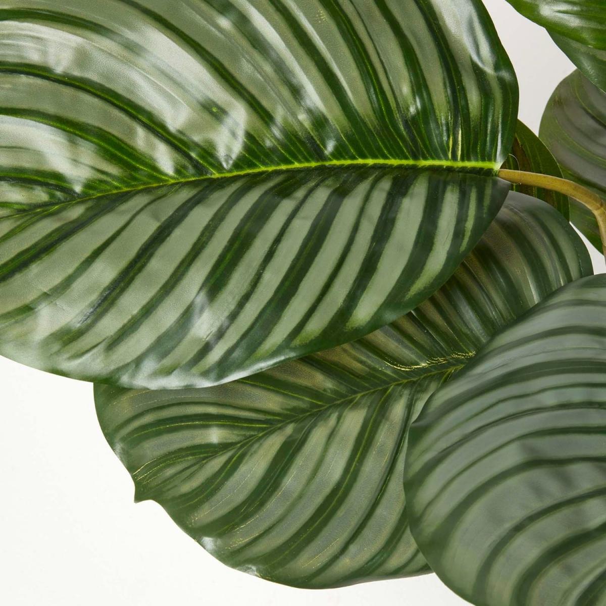 Homescapes Calathea Peacock Plant in Pot, 55 cm Tall - Green – image 4