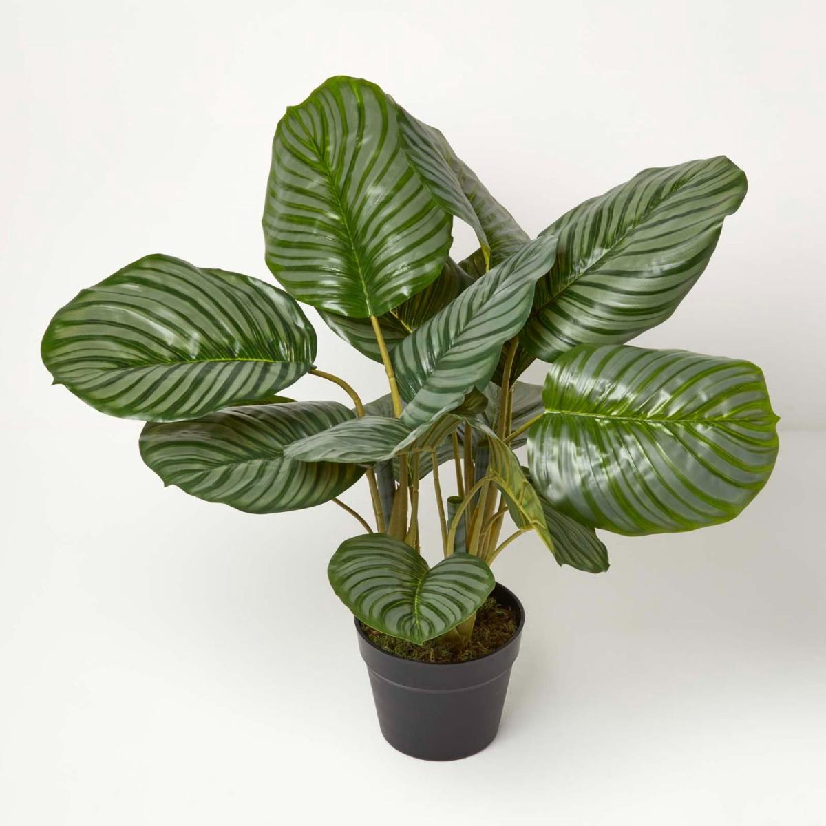Homescapes Calathea Peacock Plant in Pot, 55 cm Tall - Green – image 1