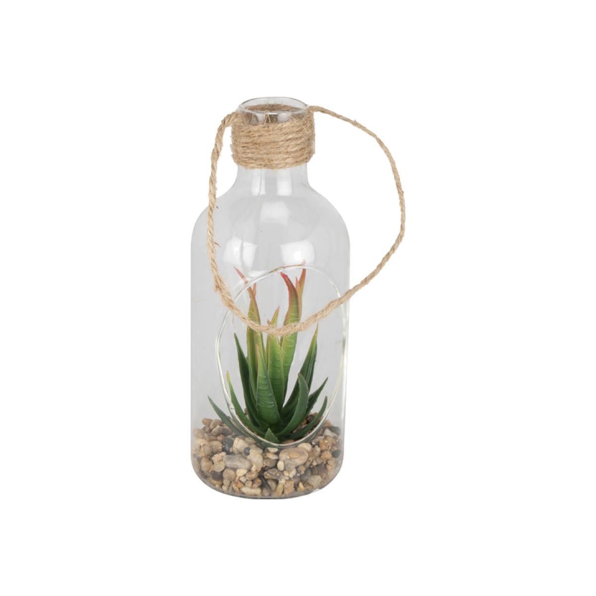 Succulent in Hanging Bottle – image 1