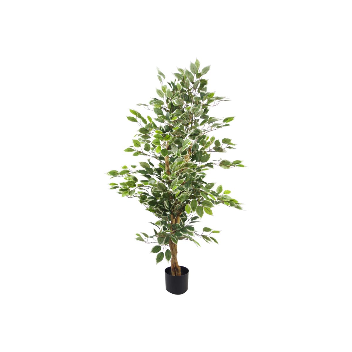 Variegated WhiteGreen Bushy Ficus Tree - Green