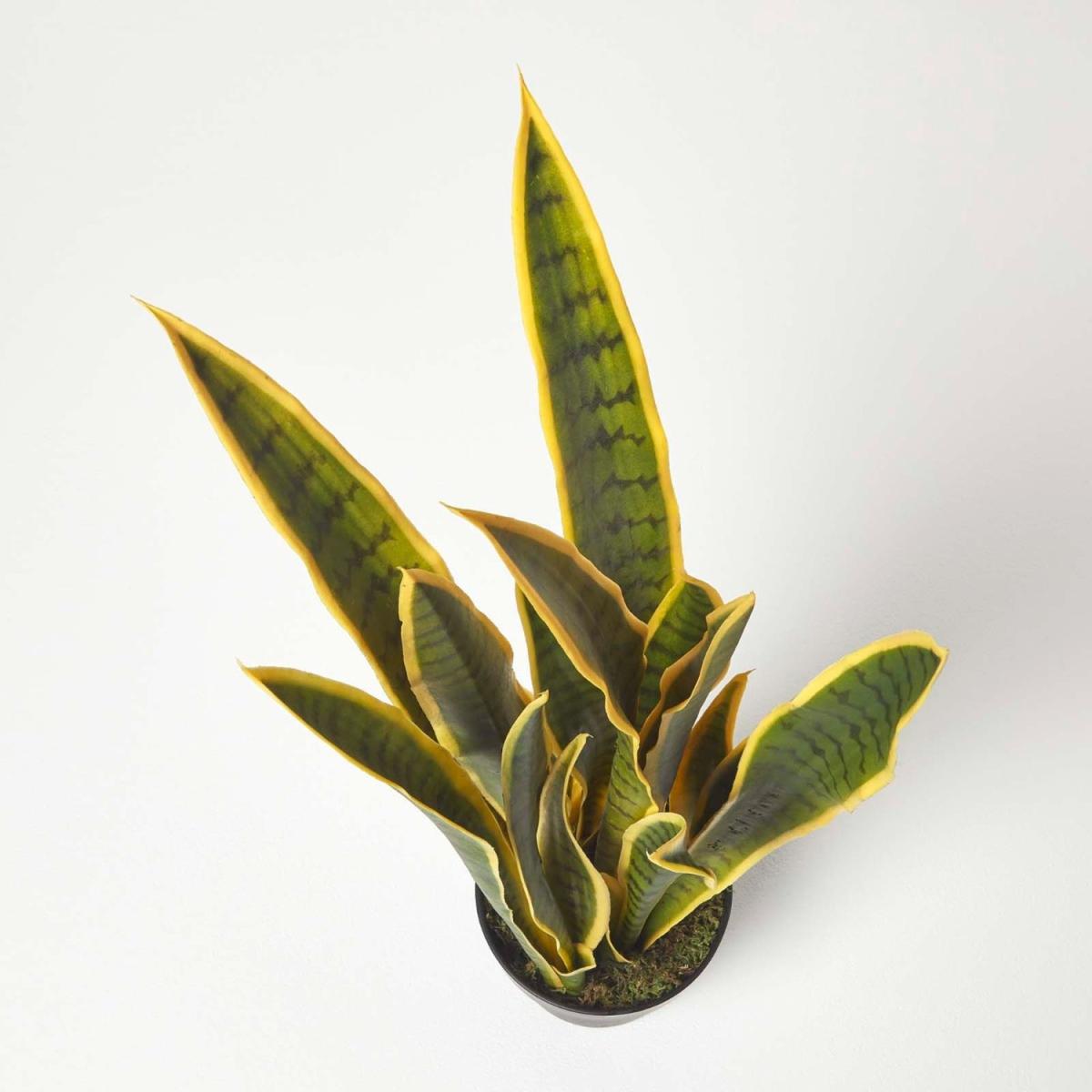 Homescapes Green and Yellow Snake Plant, 74 cm Tall - Green – image 2