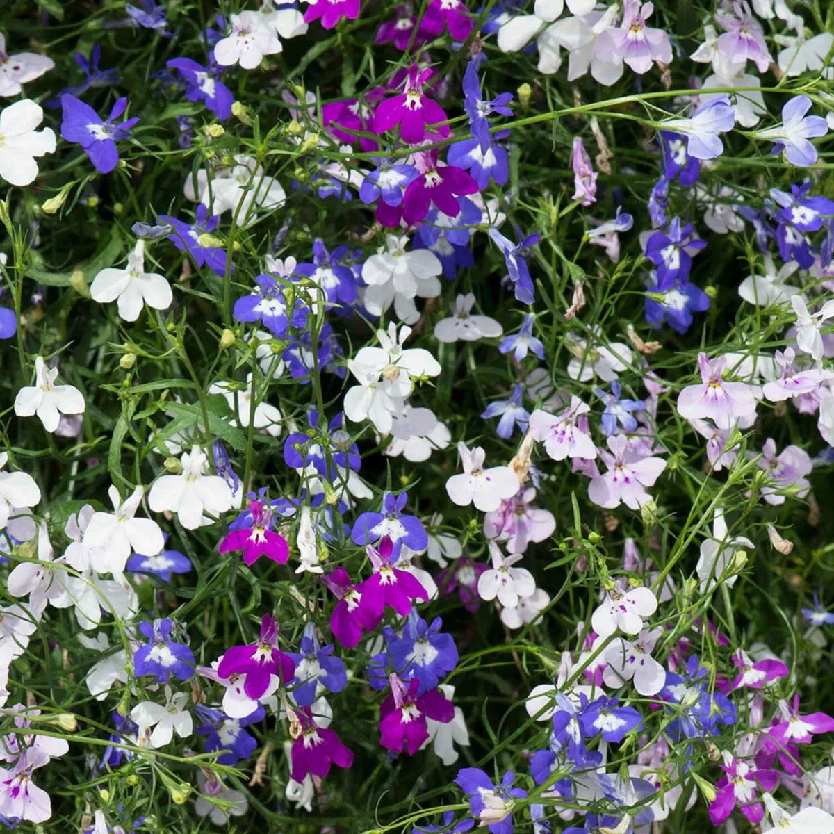 Lobelia 'Fountain Mixed' - trailing lobelia mix, long flowering, pollinator friendly garden-ready plants – image 2