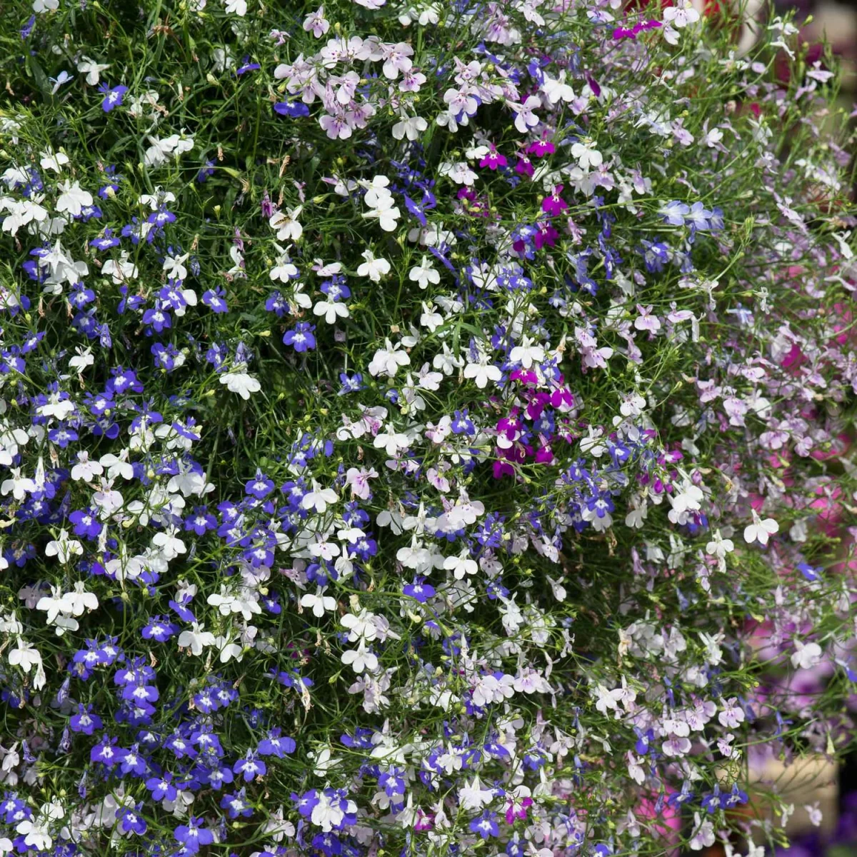 Lobelia 'Fountain Mixed' - trailing lobelia mix, long flowering, pollinator friendly garden-ready plants – image 3
