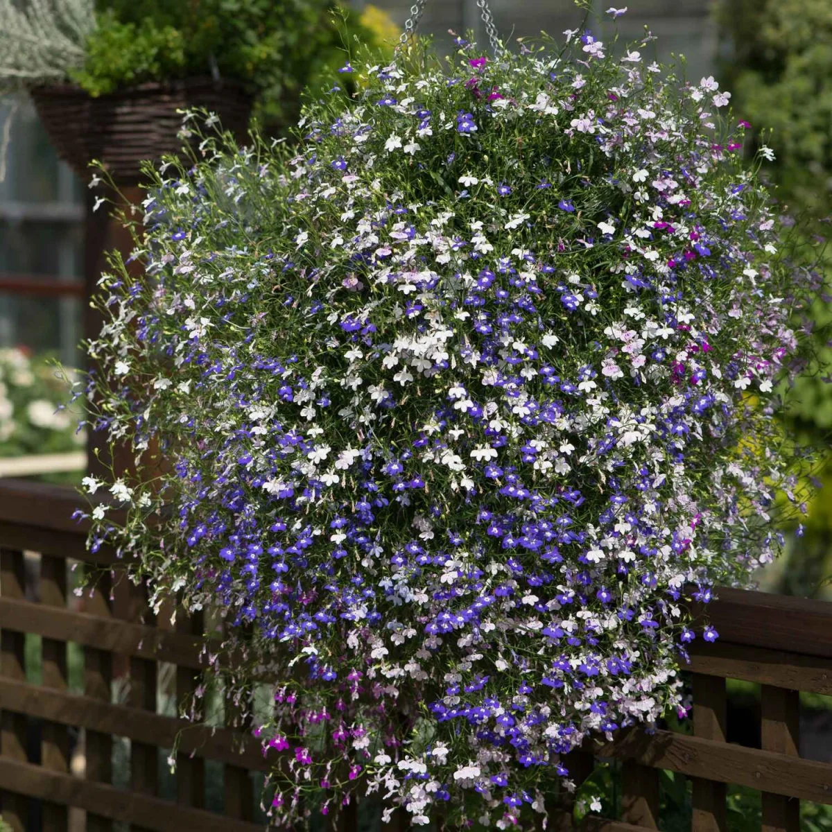 Lobelia 'Fountain Mixed' - trailing lobelia mix, long flowering, pollinator friendly garden-ready plants – image 4