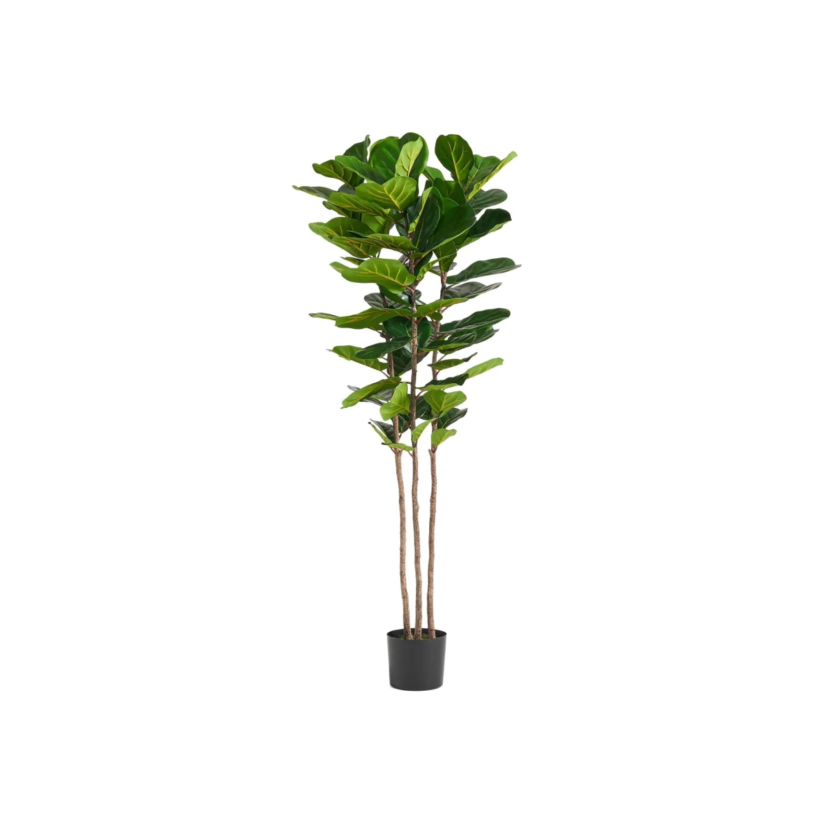 Leaf Design UK Artificial Plant Fiddle Fig Tree Plant Black Plastic Pot - 180cm Premium Fig Tree / 180cm / 70cm – image 1
