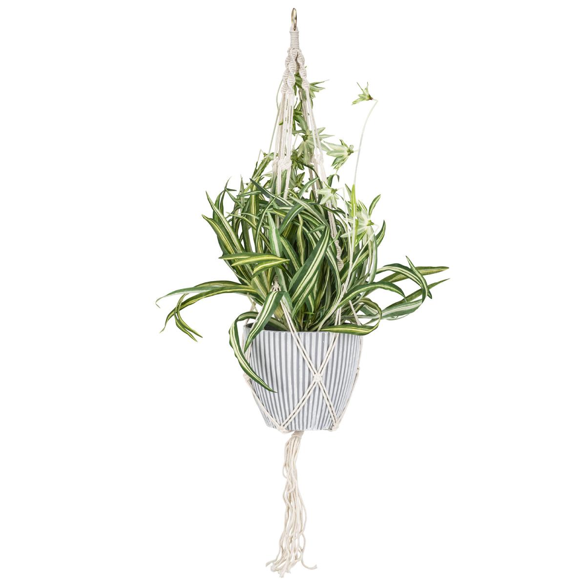 Spider Plant In Hanging Basket – image 2